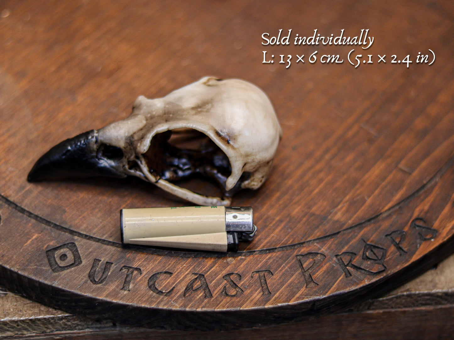 Resin Crow Skull Replica