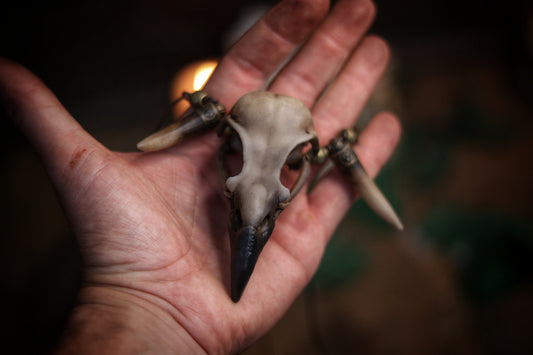 Crow Skull Necklace with Gold-Capped Fangs