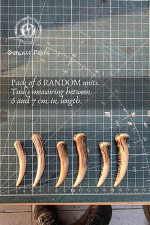 A row of six resin fang tusks displayed on a cutting mat with measurement grid, showing aged bone tones and hand painted details. Each tusk measures between 6 and 7 cm, ideal for cosplay prop supplies, diy fantasy crafting, tribal accessories, shaman or druid costume building, creature design and LARP projects. Random pack of tusks with natural variation, shown clearly against a workshop background.
