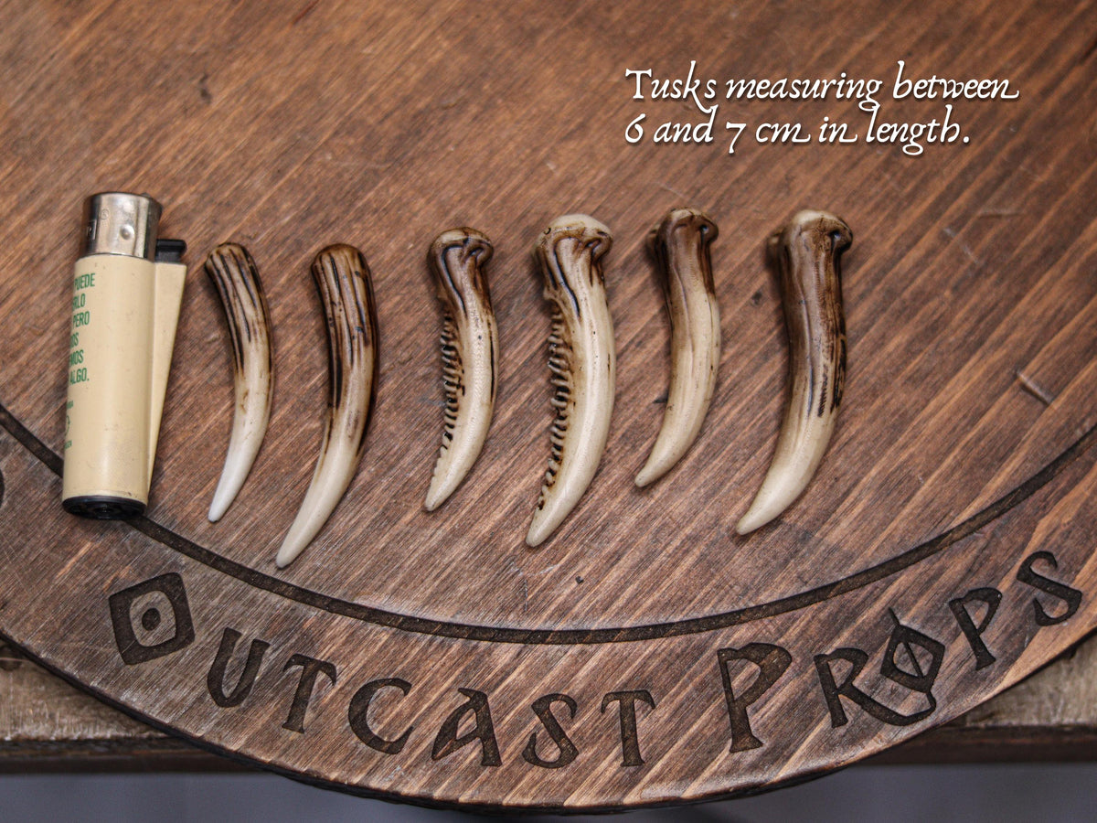 Six resin fang tusks lined up beside a lighter for scale, showing their 6 to 7 cm length and hand painted aged bone texture. These realistic tusks are ideal for cosplay prop supplies, diy fantasy crafting, tribal jewelry concepts, shaman or druid costume upgrades, creature design components and LARP builds. Each piece has unique variation, offering creators a versatile material for detailed projects.