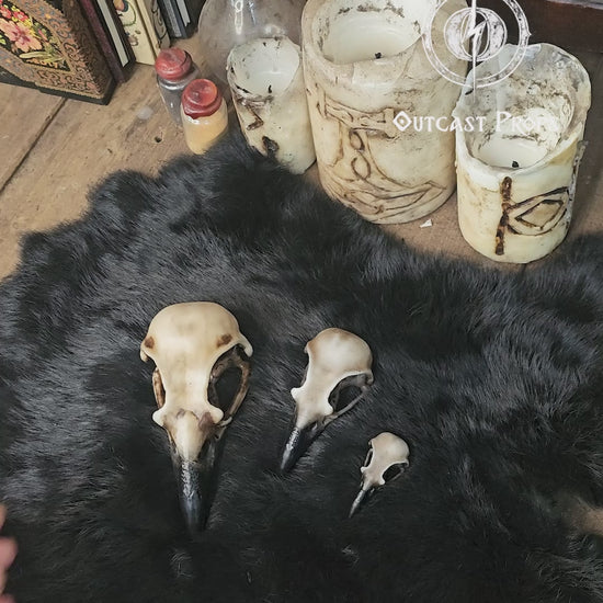 Three resin crow skull replicas in sizes L, M and S are arranged on black fur with carved candles glowing softly in the background. The faux bone raven skull replicas show detailed hand painted aging, hollow interiors and dark beaks.  This display highlights their use for gothic decor, oddities decor, faux taxidermy art, jewelry craft components, cosplay props and immersive LARP accessories.