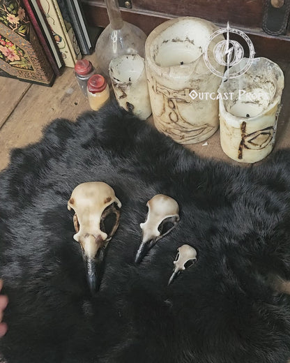 Three resin crow skull replicas in sizes L, M and S are arranged on black fur with carved candles glowing softly in the background. The faux bone raven skull replicas show detailed hand painted aging, hollow interiors and dark beaks.  This display highlights their use for gothic decor, oddities decor, faux taxidermy art, jewelry craft components, cosplay props and immersive LARP accessories.